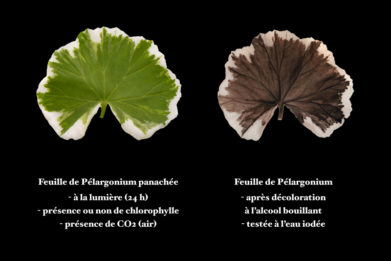Photosynthèse et chlorophylle